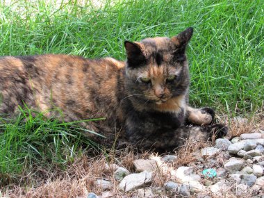 Bir yaz günü gölgeli çimlerin üzerinde yatan dişi bir dağ kedisine ya da kaplumbağa kabuğuna yakından bakmak.