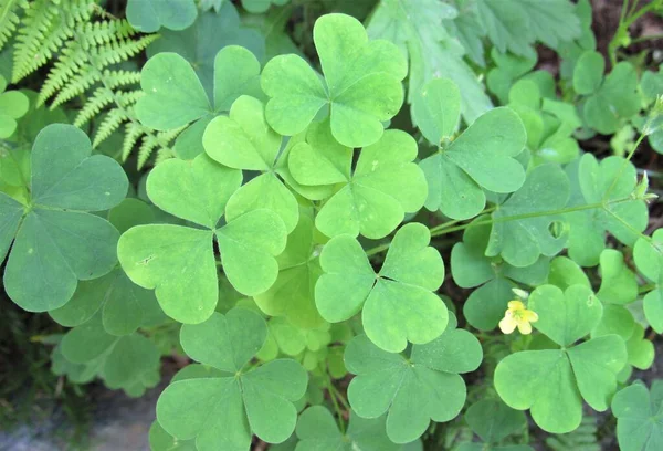 Yaygın Sarı Odunsu Oxalis Stricta Olarak Adlandırılan Yonca Kümesinin Yakınında — Stok fotoğraf