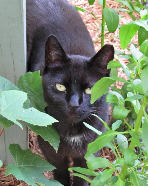 Black Cat Hiding Plants Flowers Outdoor Garden — Stock Photo, Image