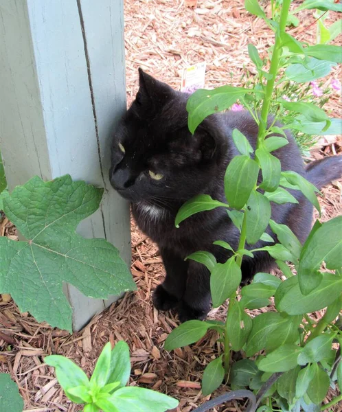 Black Cat Hiding Plants Flowers Outdoor Garden — Stock Photo, Image