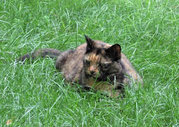Closeup Female Calico Tortoiseshell Cat Lying Shaded Grass Summer Day — Stock Photo, Image