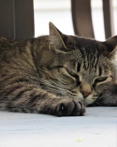 Close Van Een Slapende Vrouwelijke Tabby Kat Schaduw Onder Veranda — Stockfoto