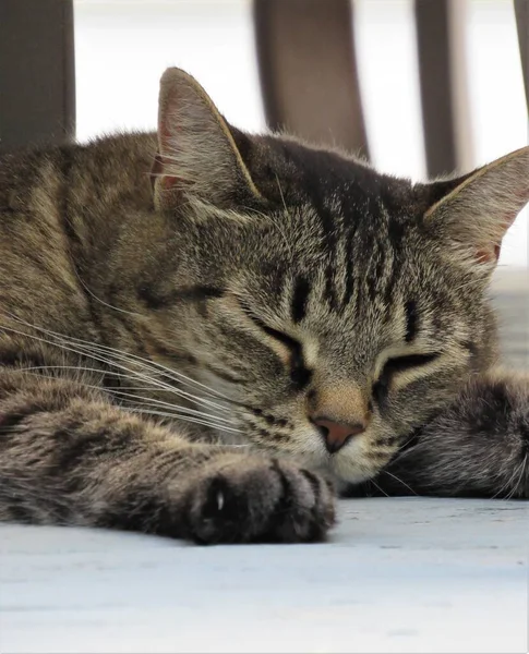 Крупный План Спящей Кошки Тени Крыльцом Летний День — стоковое фото