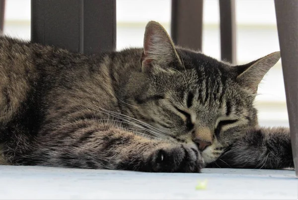 一只熟睡中的雌性肥猫在门廊家具下的树阴下睡觉 — 图库照片