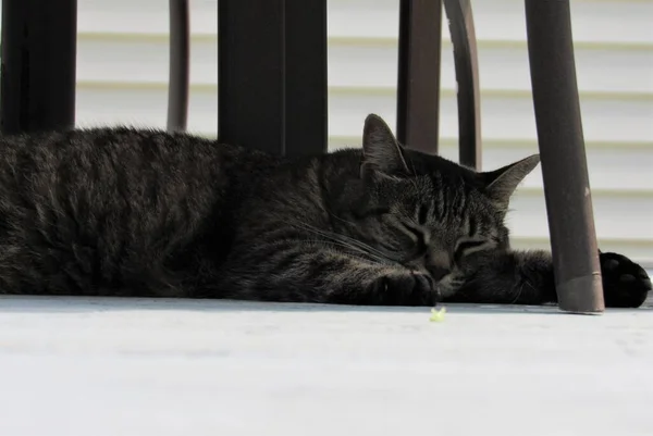 Primer Plano Una Hembra Durmiente Gato Tabby Sombra Debajo Los —  Fotos de Stock