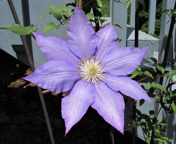 Закрыть Цветущий Пурпурный Цветок Клематиса Солнечном Свете Летом — стоковое фото