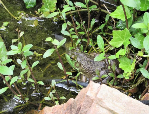 Nahaufnahme Eines Amerikanischen Bullfrogs Der Sich Pflanzen Rande Eines Künstlichen — Stockfoto