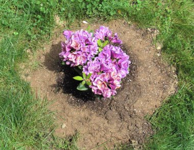 Mor renkli Rhododendron çiçeğinin bahçeye diktiği güzel pembe çiçeğe yakın plan.