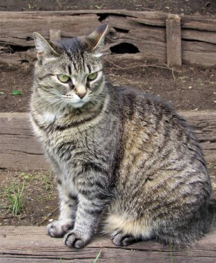 Güzel kadın çizgili gri ve kahverengi tekir kedi dışarıda, ağaçtan merdivenlerde oturuyor.
