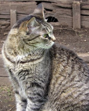 Güzel kadın çizgili gri ve kahverengi tekir kedi dışarıda, ağaçtan merdivenlerde oturuyor.