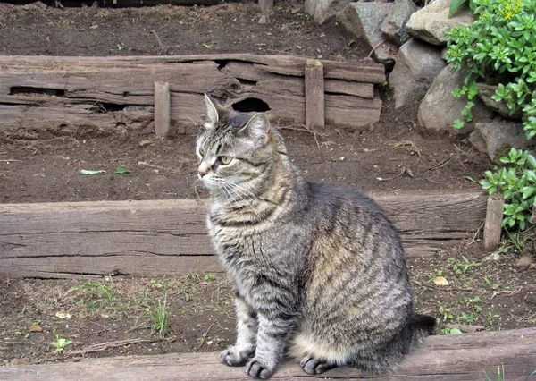 木製の階段の庭に座って美しい女性の縞模様の灰色と日焼けのタビー猫 — ストック写真
