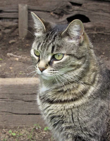 Piękna Kobieta Paski Szary Brązowy Kot Tabby Siedzi Zewnątrz Ogrodzie — Zdjęcie stockowe