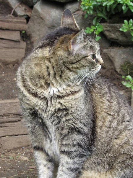 Beautiful Female Striped Gray Tan Tabby Cat Sitting Garden Wooden — Stock Photo, Image