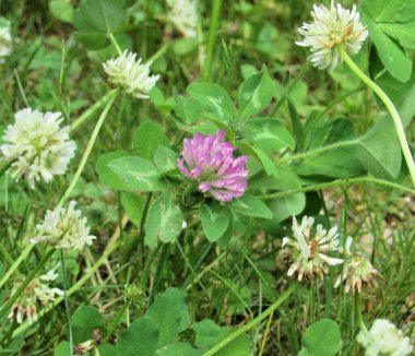 Beyaz yonca tarlasında bir kırmızı yonca (trifolium pratense).) 