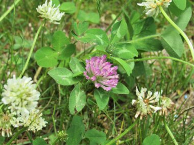 Beyaz yonca tarlasında bir kırmızı yonca (trifolium pratense).) 