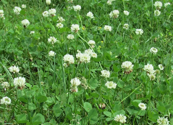 Campo Pieno Trifolium Repens Noto Anche Come Trifoglio Bianco — Foto Stock