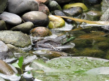 Amerikan boğa kurbağasının taşların ve nilüferlerin yanında Koi balığı havuzu yapan bir adamın oturuş görüntüsü.