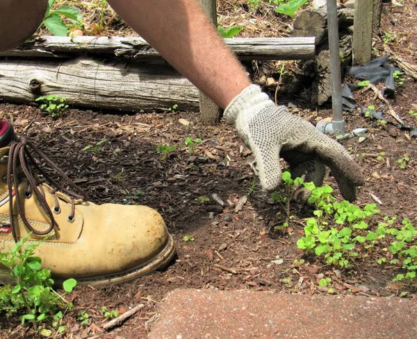 View of weeds being pulled in a garden by an unrecognizable man wearing gardening gloves and work boots
