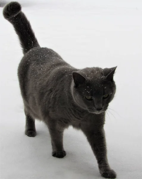 A male gray Russian blue cat walking through the snow after a storm