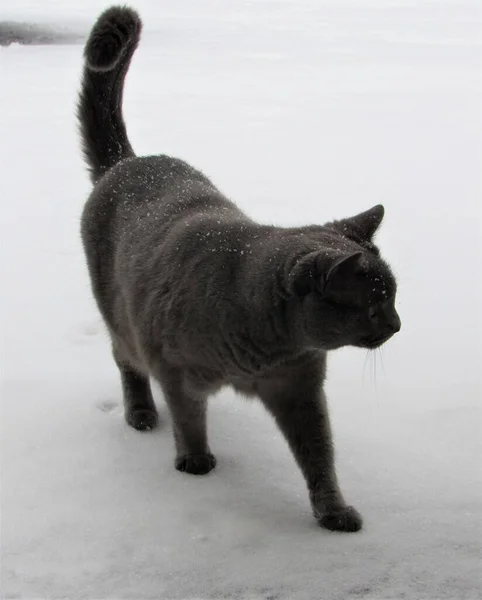 嵐の後雪の中を歩くオスの灰色のロシアの青い猫 — ストック写真
