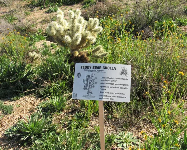 Arizona 'daki Sonoran Çölü' ndeki ayıcık kolla kaktüsü bitkisi hakkında bilgi ve uyarı işareti.