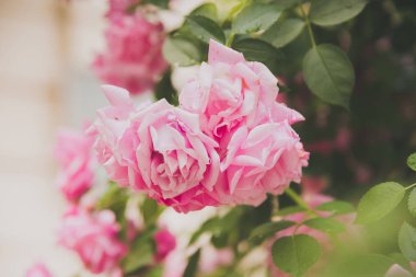 portre yaz bahçesinde gül bush çiçek