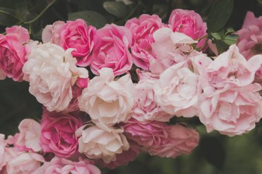 portre yaz bahçesinde gül bush çiçek