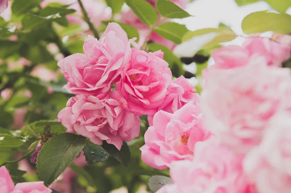 portre yaz bahçesinde gül bush çiçek