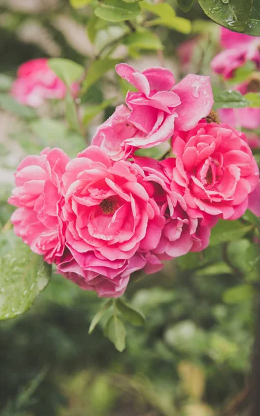 portre yaz bahçesinde gül bush çiçek