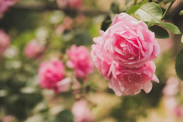 closeup of rose bush flowers in summer garden