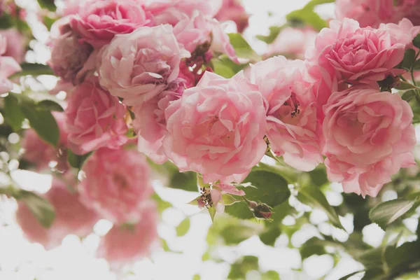 Primer Plano Flores Rosal Jardín Verano — Foto de Stock