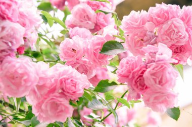 portre yaz bahçesinde gül bush çiçek