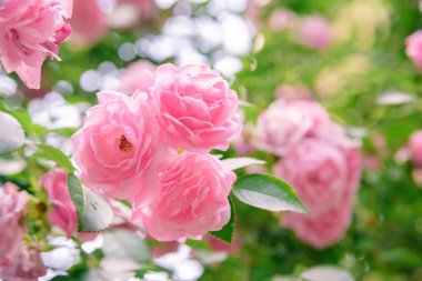 portre yaz bahçesinde gül bush çiçek