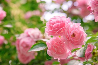 portre yaz bahçesinde gül bush çiçek