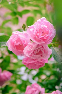 portre yaz bahçesinde gül bush çiçek