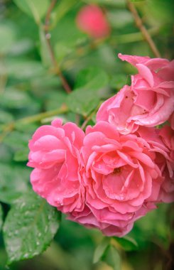 portre yaz bahçesinde gül bush çiçek