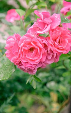 portre yaz bahçesinde gül bush çiçek