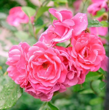 portre yaz bahçesinde gül bush çiçek