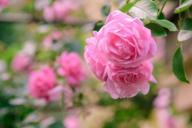 portre yaz bahçesinde gül bush çiçek