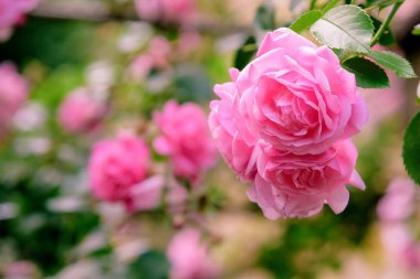 portre yaz bahçesinde gül bush çiçek