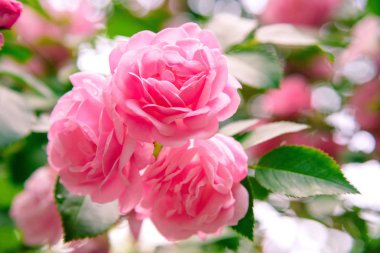 portre yaz bahçesinde gül bush çiçek