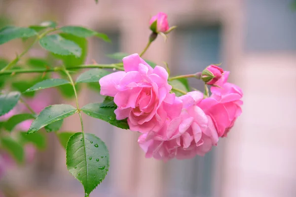 Närbild Rosenbuske Blommor Sommarträdgård — Stockfoto