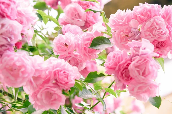 portre yaz bahçesinde gül bush çiçek