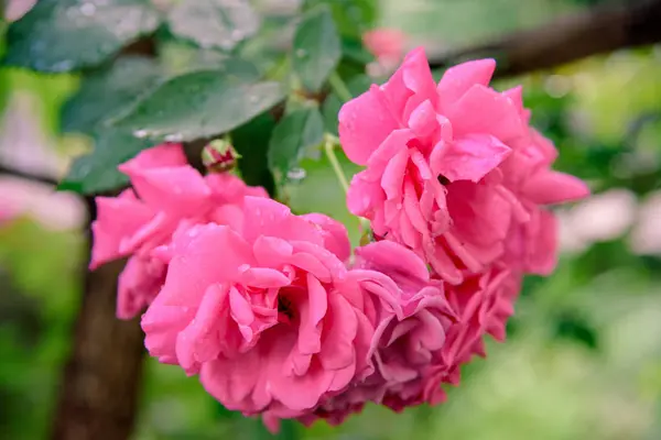 Närbild Rosenbuske Blommor Sommarträdgård — Stockfoto