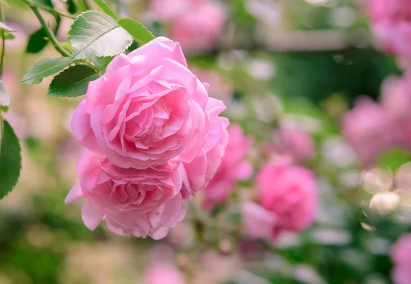 stock image closeup of rose bush flowers in summer garden