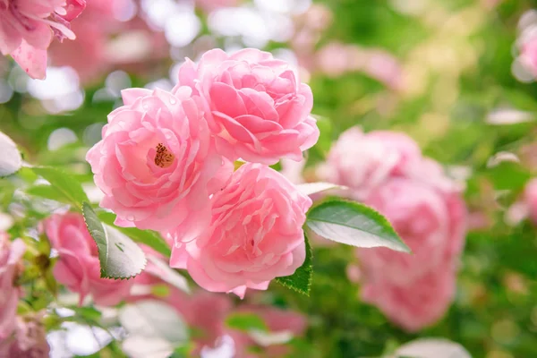 closeup of rose bush flowers in summer garden