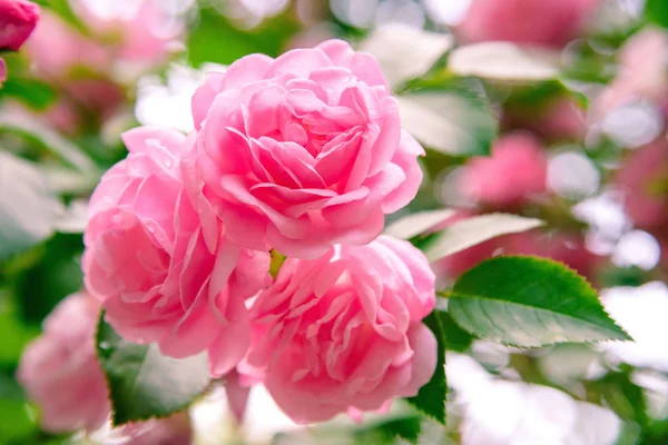 portre yaz bahçesinde gül bush çiçek