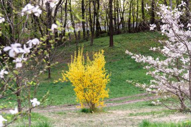 sarı hor çiçeği çalı çiçek açması ve yeşil otlak bahar sezonu sırasında