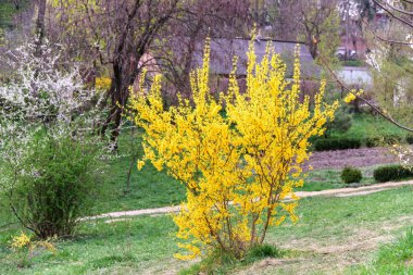 sarı hor çiçeği çalı çiçek açması ve yeşil otlak bahar sezonu sırasında