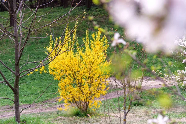 Желтый Куст Форсайт Время Цветения Зеленые Луга Весной — стоковое фото
